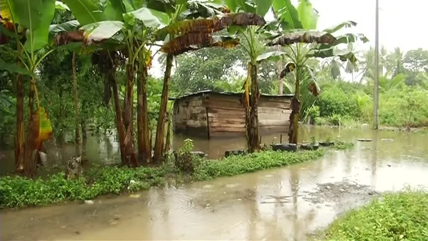 Temen que disminuya producción de plátanos en Barú