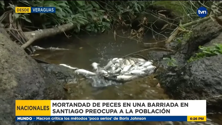 Mortandad de peces en barriada de Veraguas