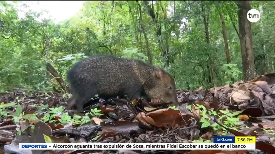 Mundo Verde: El Saíno