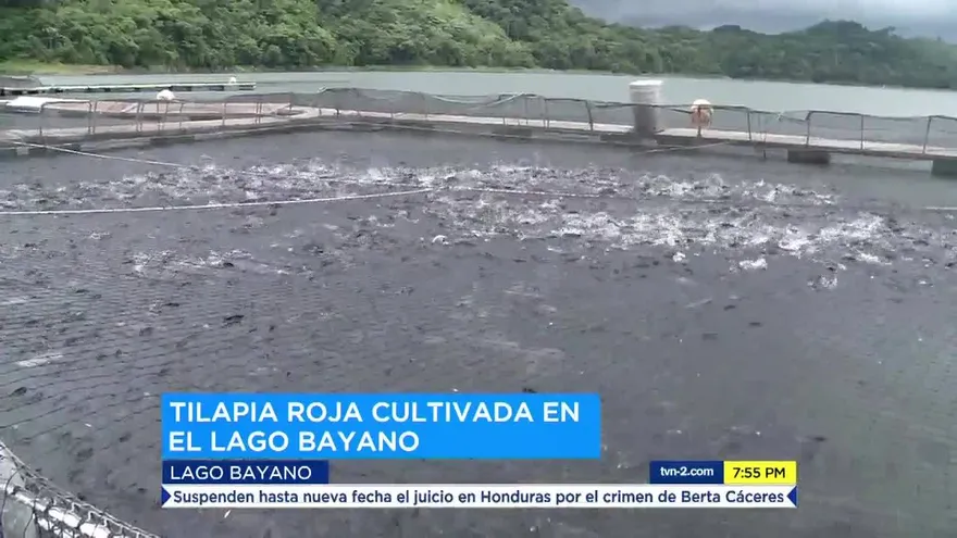Tilapia roja en el Lago Bayano