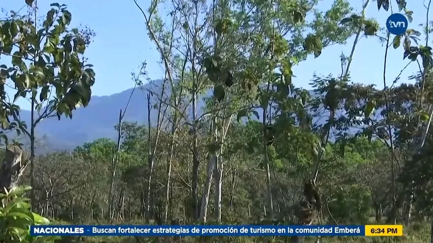 Más de 400 hectáreas de bosques fueron afectadas por incendios durante el 2021