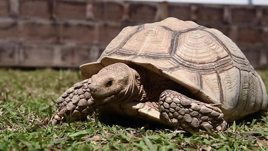 Al borde de extinción, tortugas buscan sobrevivir en Singapur