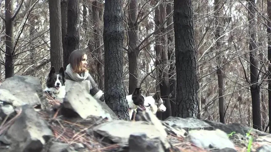Perros ayudan a reforestar bosques quemados