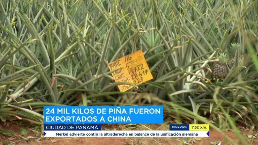 Piñas panameñas son exportadas a China