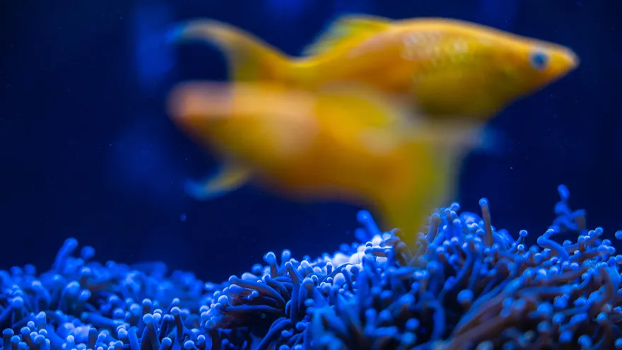 Japan's Coral Defenders Race Against Time to Save Reefs from Heat