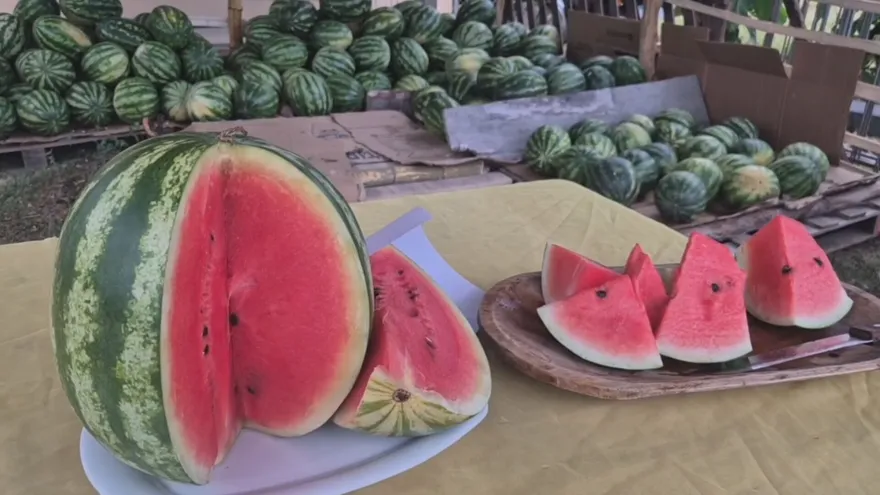 Productores de sandía de Calobre esperan contar con espacio en Merca Panamá