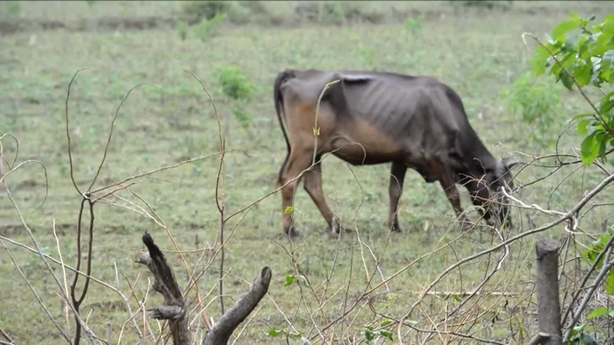 Productores afectados por sequía en El Salvador