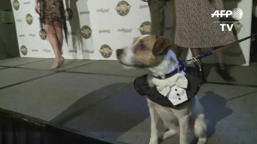 Muere Uggie, el perro de “The Artist”