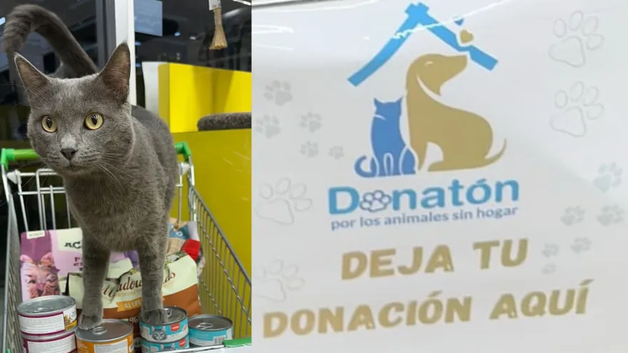 Donatón por los animales sin hogar