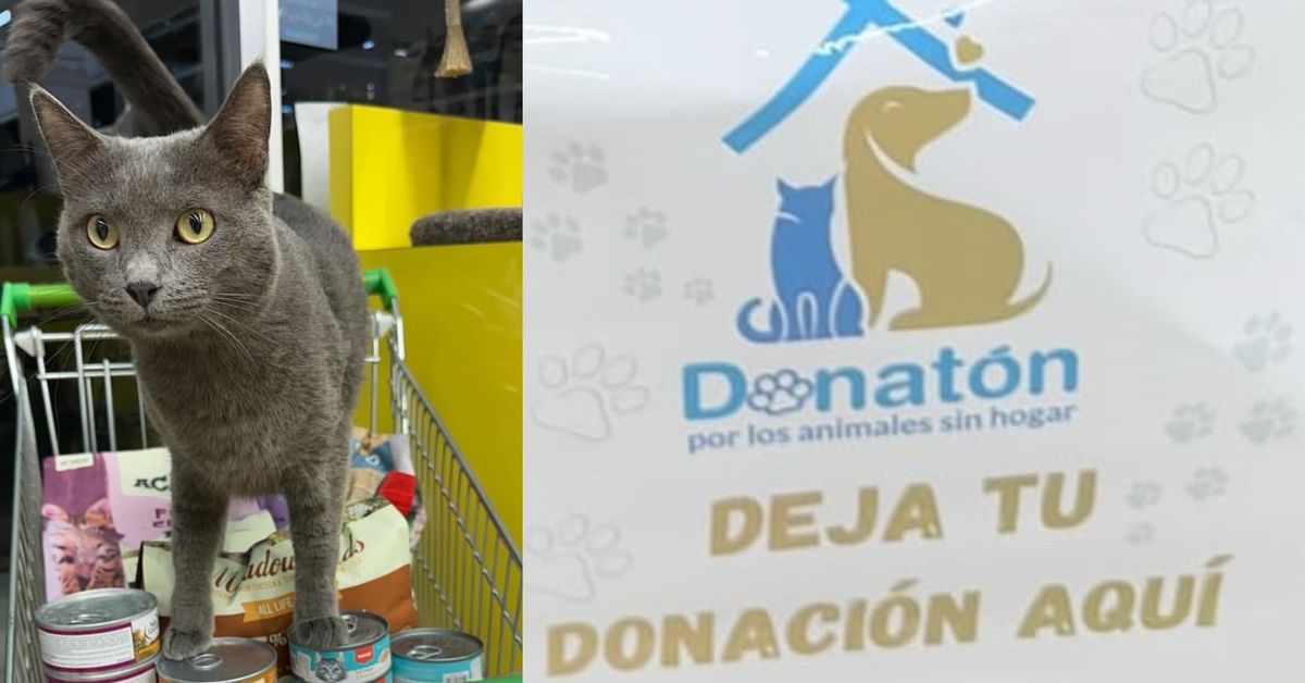 ¡A donar! Este fin de semana será la Donatón por los perros y gatos sin hogar ¿Cómo ayudar?
