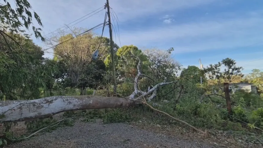Caída de arboles en Chiriquí.