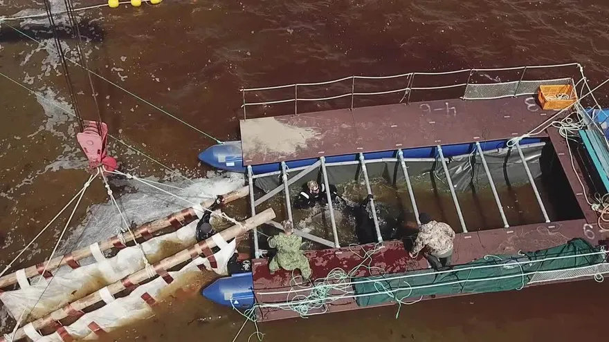 Rusia libera las primeras ballenas de una cárcel
