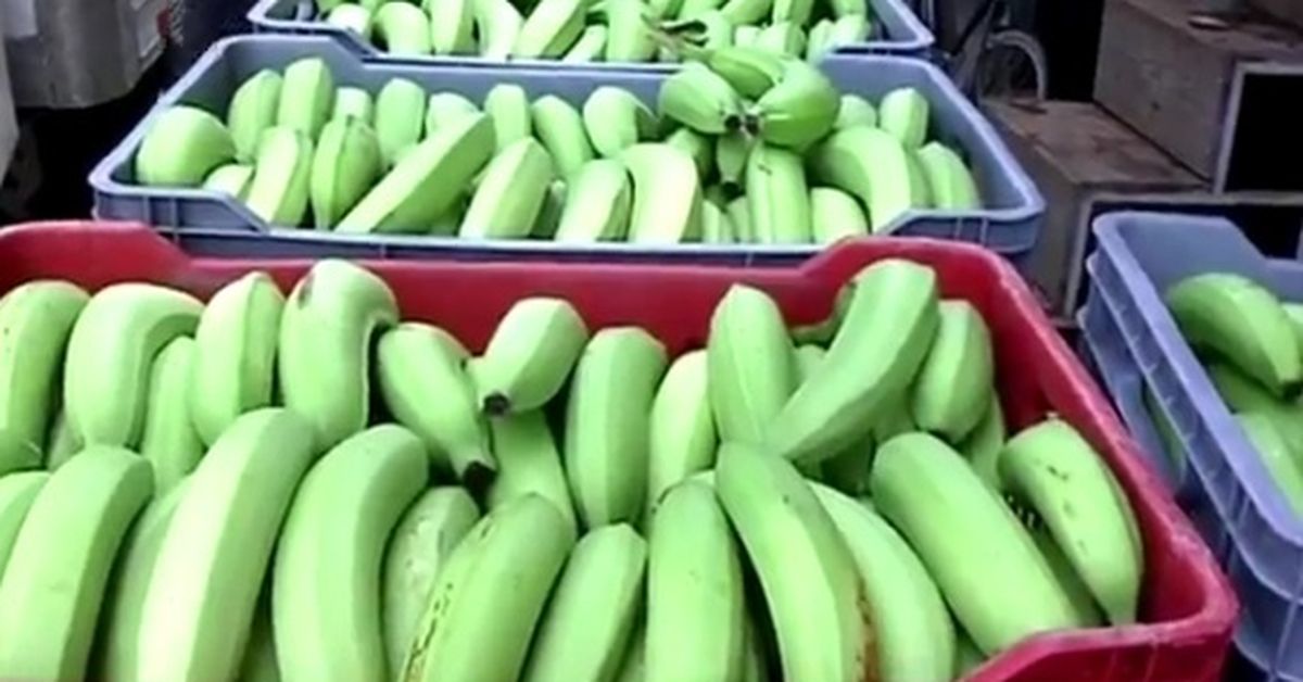 Recuperación de más de 5 mil empleos en las bananeras en Bocas del Toro, indica ministro Moltó