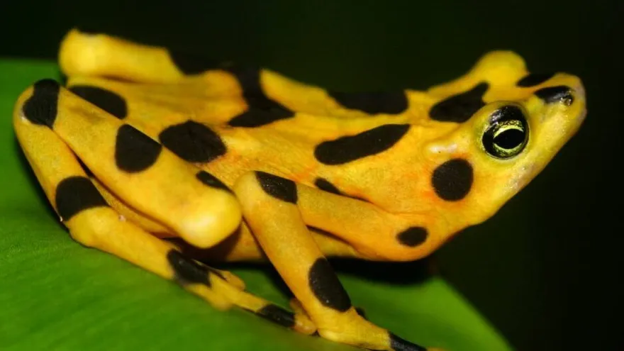 Desde 2000, la población de la rana dorada ha disminuido en un 80%, según el Instituto Nacional de Biodiversidad de Panamá.