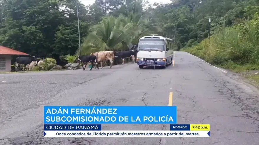 Piden controles al ganado en soltura para evitar lamentables accidentes de tránsito