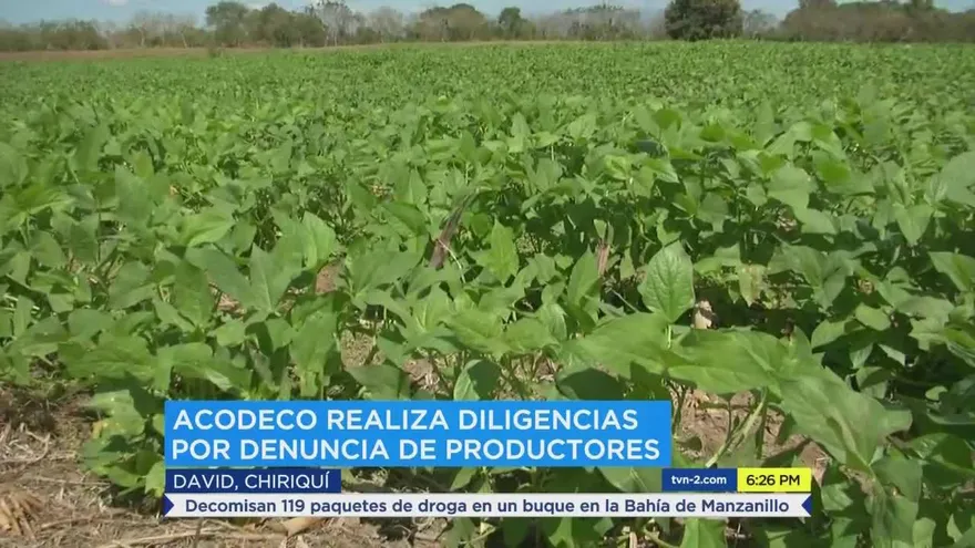 Acodeco investiga denuncia por etiquetado en frijoles