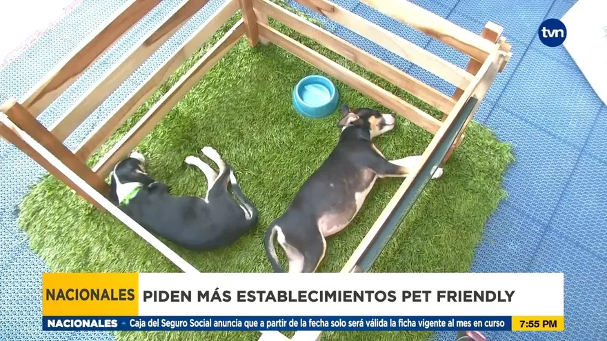 Voces piden que más establecimientos opten por ser ‘Pet Friendly’