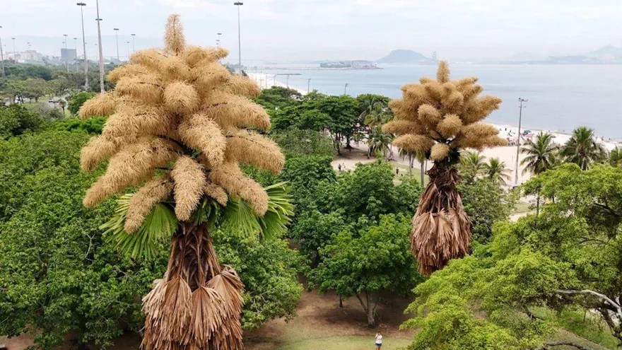 palmeras talipot plantadas hace más de seis décadas están floreciendo por primera y última vez