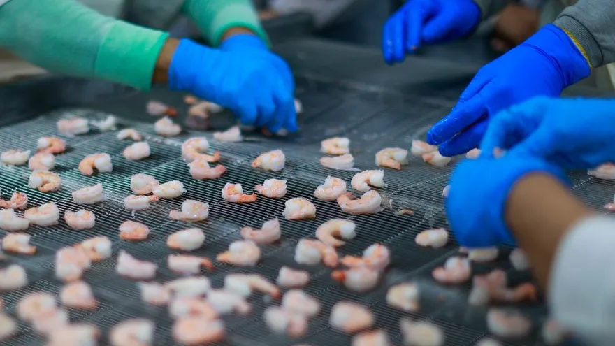 Producción de camarones congelados en Panamá.