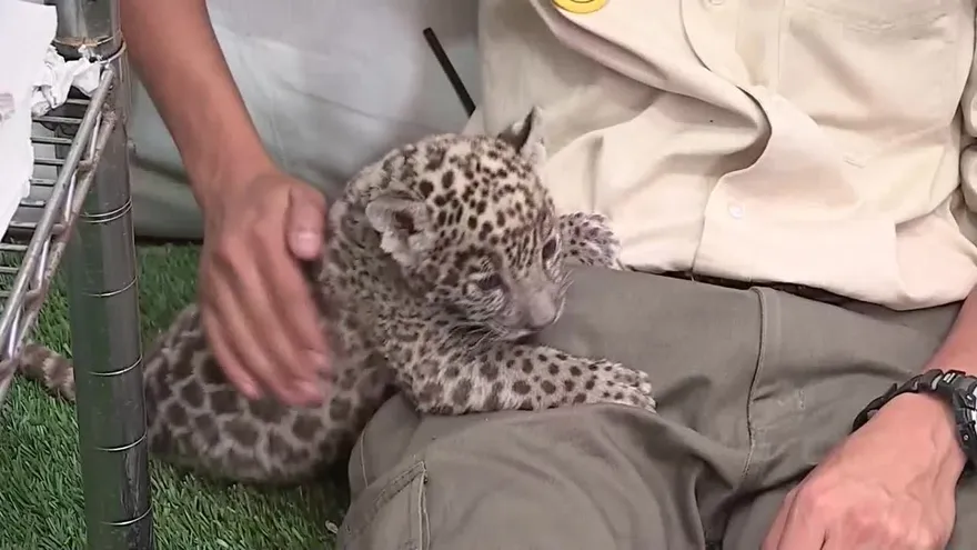 Dos crías de jaguar hacen crecer la esperanza de su conservación en México