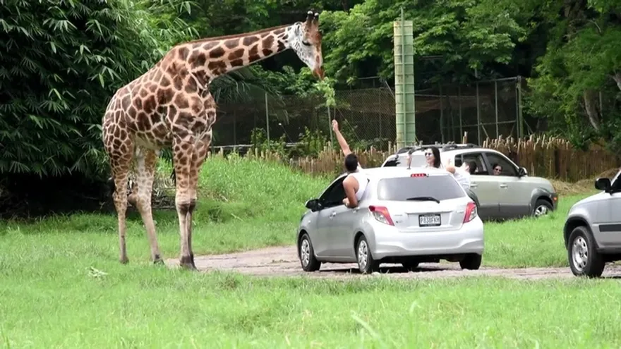Un safari africano en Guatemala