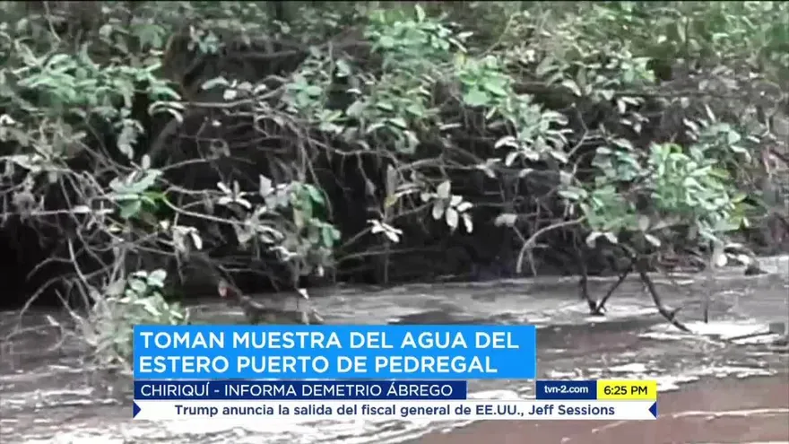 Investigan posible contaminación en Puerto Pedregal