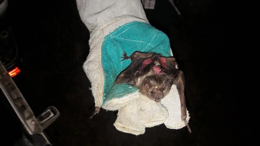 MIDA intensifica vigilancia contra la rabia silvestre en Los Santos.