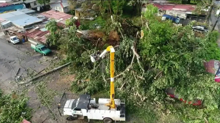 Continúa remoción de árbol en Juan Díaz