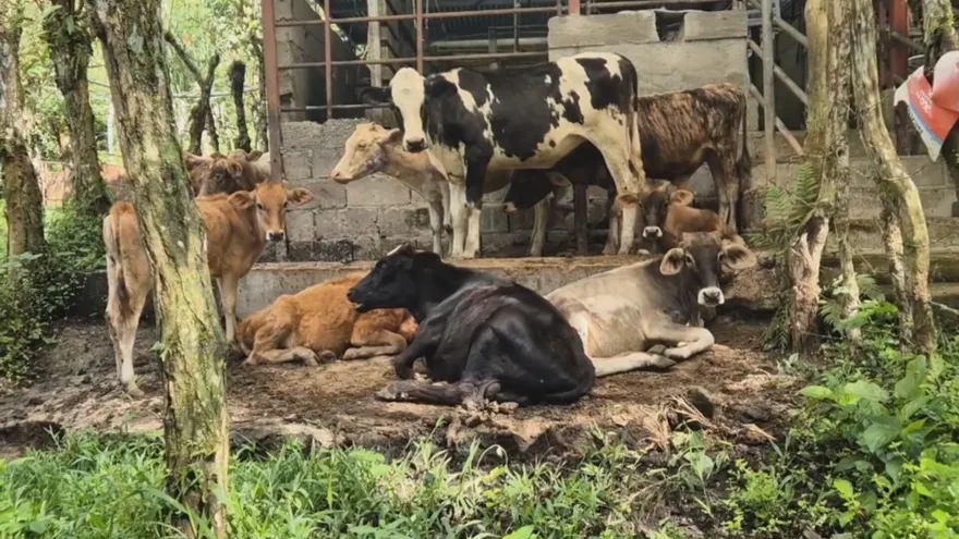 Panamanian cattle farmers seek to boost national herd with technology and genetic improvement
