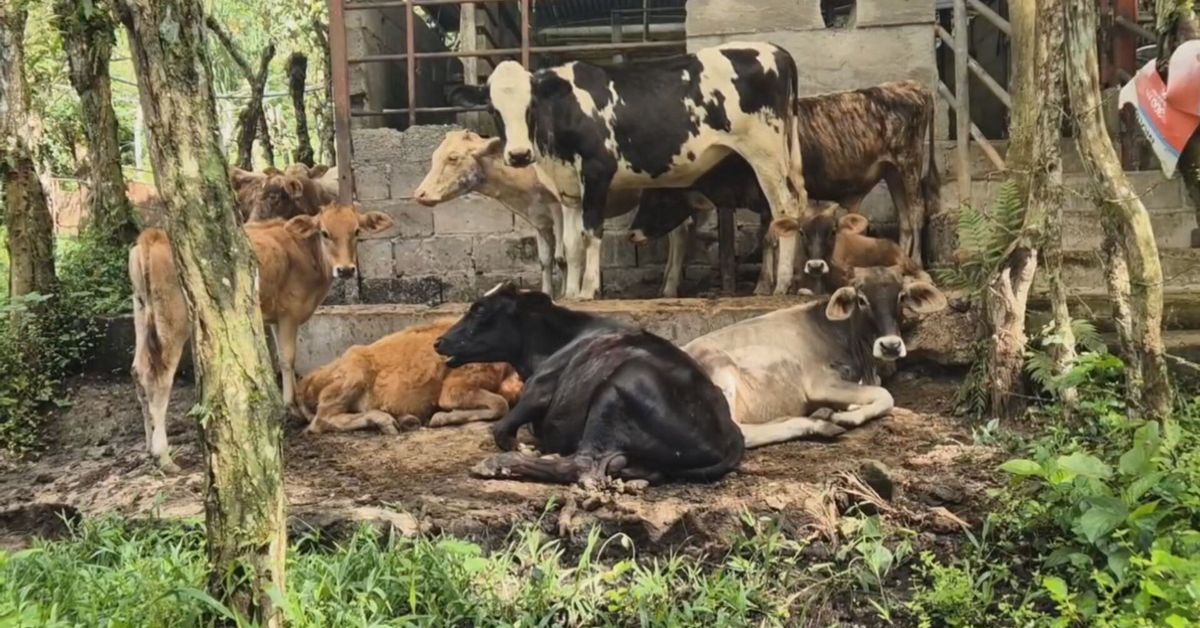 Ganaderos en Chiriquí buscan frenar la reducción del hato nacional
