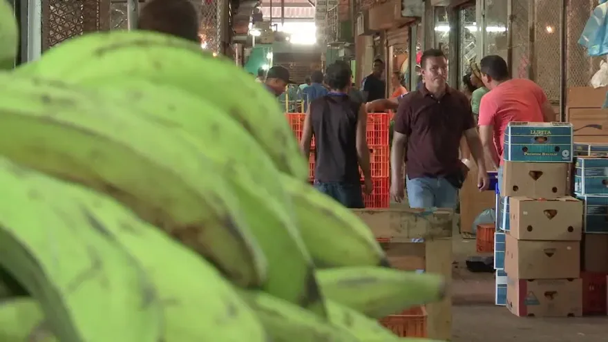 Plataneros pronostican aumento de precios