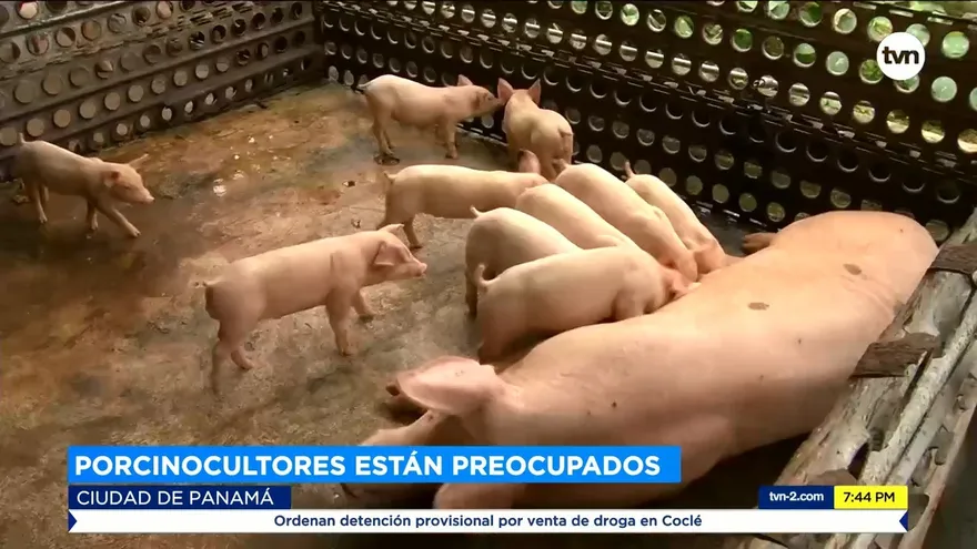 Preocupación por la importación de carne de cerdo