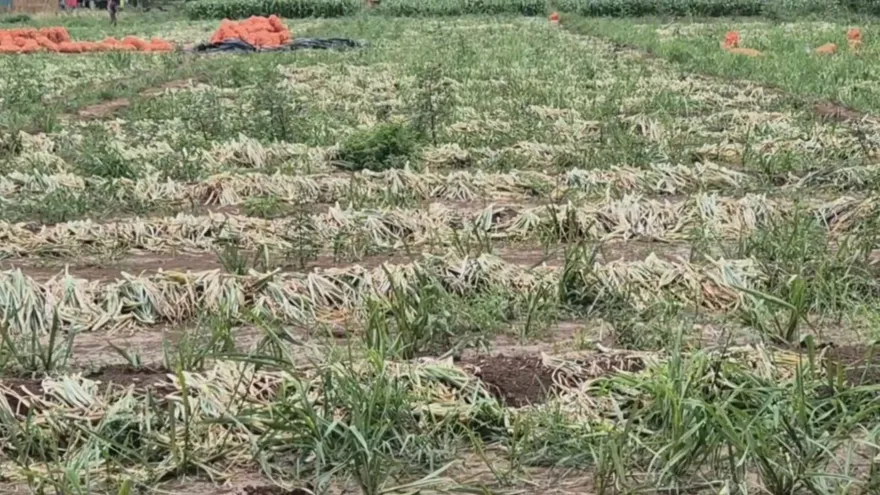 Productores de cebolla afectados por crecida del río Grande en Coclé