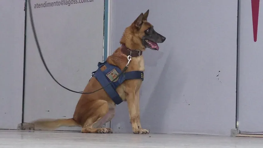 Perros policías en Río-2016 para oler amenazas terroristas