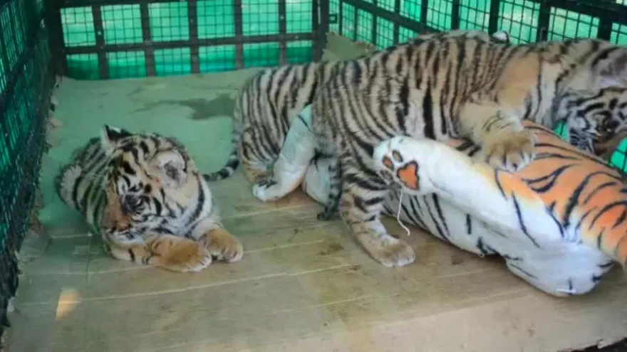 Una madre de plástico para cachorros de tigre en India
