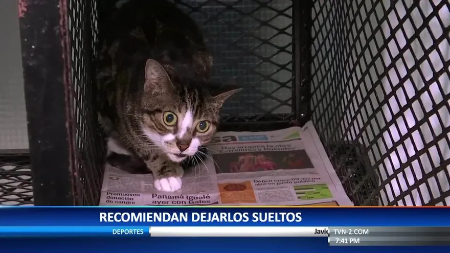 Piden cuidar a las mascotas durante fiestas de fin de año