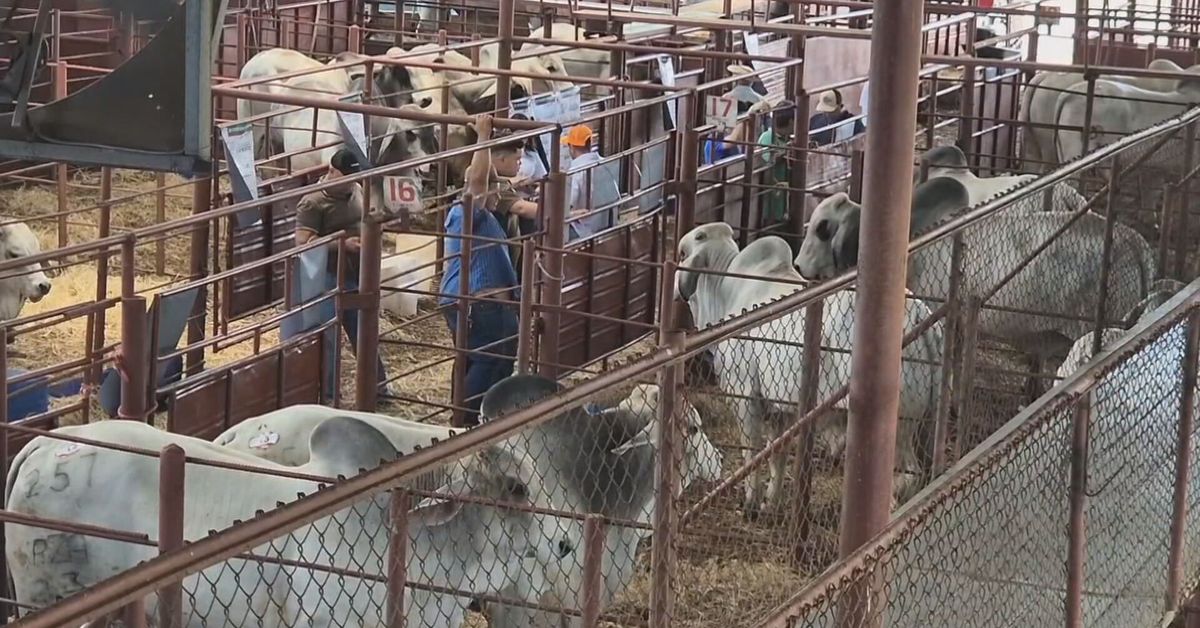 Ganaderos de todo el país participaron en la subasta virtual de los hermanos Motta en Azuero