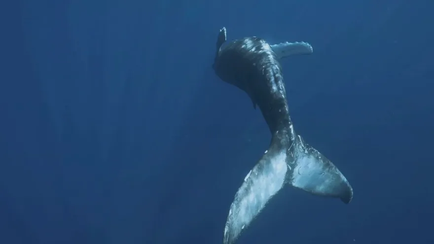 Ballenas en el Pacífico de Panamá.