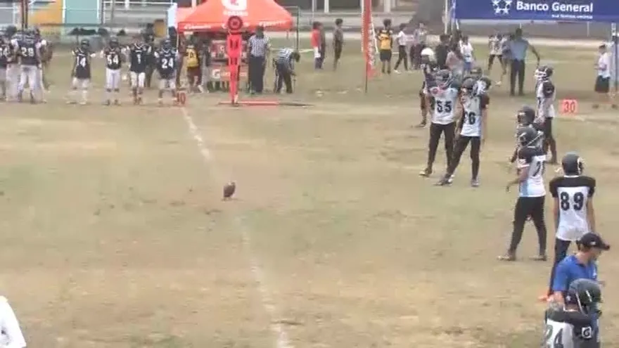 Jamboree- Dragons Vs Owls