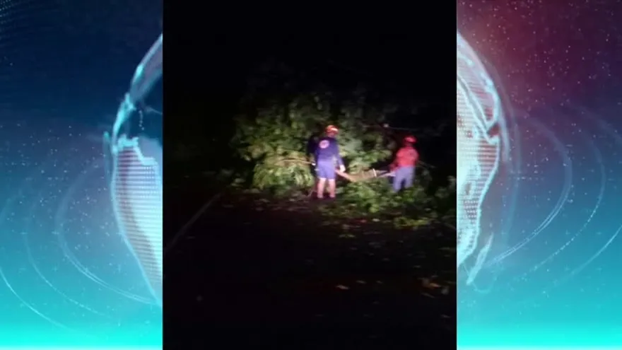 Lluvias provocaron caídas de árboles en Bocas del Toro
