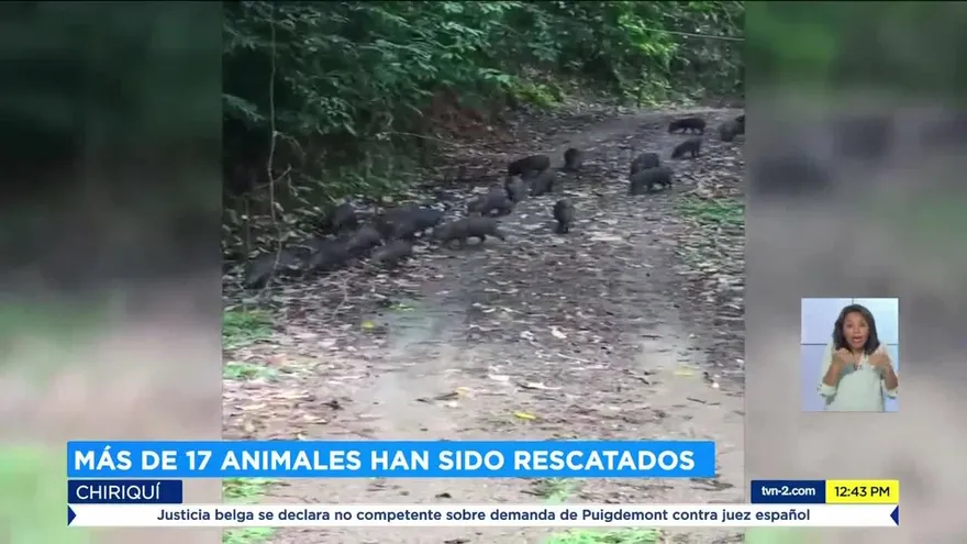 Animales reclaman senderos y caminos en Chiriquí durante la pandemia