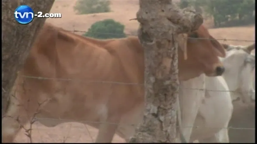 Sigue la sequía en las provincias de Herrera y Los Santos