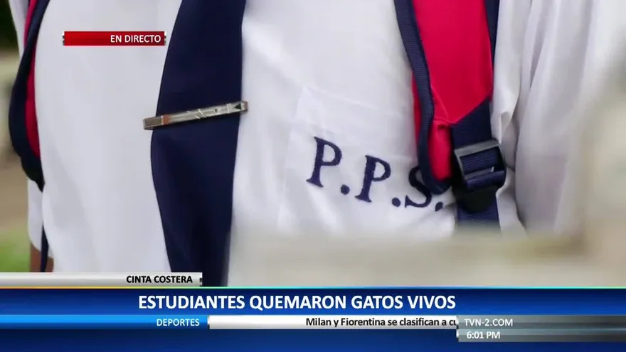 Presentan denuncia por video de maltrato a gatos