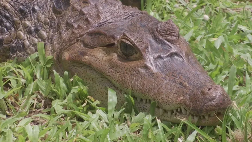 Avistamientos de cocodrilos en playas y zonas urbanas aumentan preocupación en Panamá