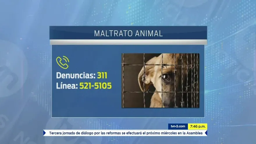 Aumentan casos de maltrato animal durante fiestas patrias