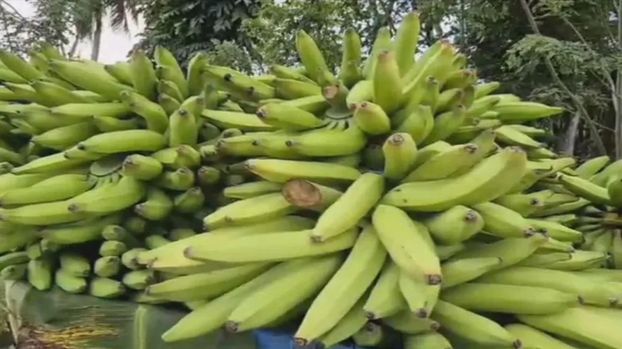 Productores de plátano en Bocas del Toro afectados por alza del combustible