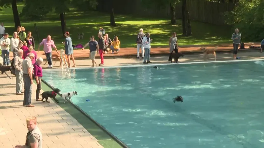 Un día de piscina exclusivo para perros en Múnich