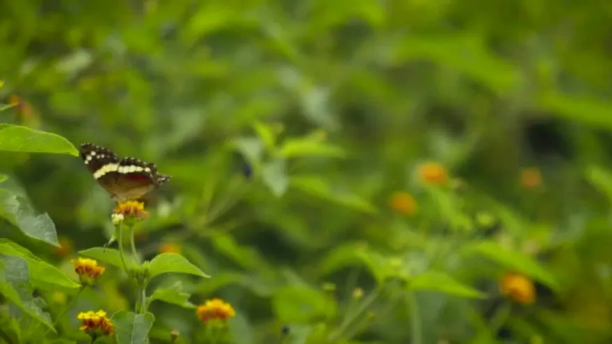 Estoy con la naturaleza