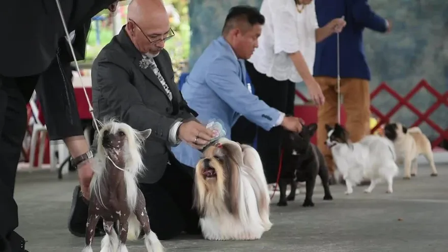 Una exposición canina internacional en El Salvador
