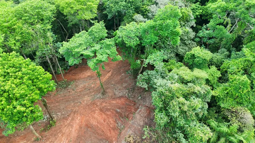 Tala en área protegida de Lago Gatún